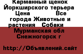 Карманный щенок Йоркширского терьера › Цена ­ 30 000 - Все города Животные и растения » Собаки   . Мурманская обл.,Снежногорск г.